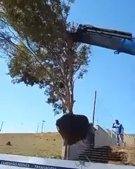 Vídeo: Jabuticaba no viveiro do Horto Moura Brasil.