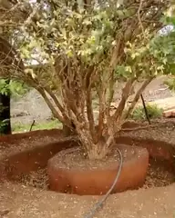 Vídeo: Jabuticaba no viveiro do Horto Moura Brasil.