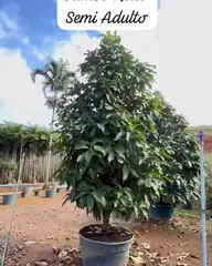Vídeo: Jambo roxo no viveiro do Horto Moura Brasil (etiqueta: “Jambo Roxo Semi Adulto”).