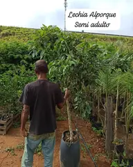 Foto: Lichia no viveiro do Horto Moura Brasil (etiqueta: “Lechia Alporque Semi adulto”).