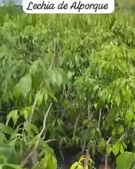 Vídeo: Lichia no viveiro do Horto Moura Brasil (etiqueta: “Lechia de Alporque”).
