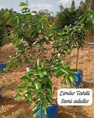Foto: Limão Tahiti no viveiro do Horto Moura Brasil (etiqueta: “Limão Tahiti Semi adulto”).