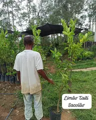 Foto: Limão Tahiti no viveiro do Horto Moura Brasil (etiqueta: “Limão Taiti Sacolão”).
