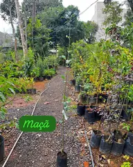 Foto: Maçã no viveiro do Horto Moura Brasil (etiqueta: “Maçã”).