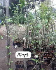 Foto: Maçã no viveiro do Horto Moura Brasil (etiqueta: “Maçã”).