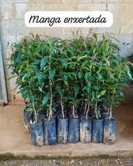 Foto: Manga no viveiro do Horto Moura Brasil (etiqueta: “Manga enxertada”).