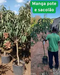 Foto: Manga no viveiro do Horto Moura Brasil (etiqueta: “Manga pote e sacolão”).