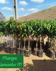 Foto: Manga no viveiro do Horto Moura Brasil (etiqueta: “Manga Tamanho M”).