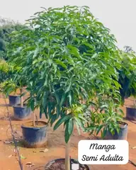 Vídeo: Manga no viveiro do Horto Moura Brasil (etiqueta: “Manga Semi Adulta”).