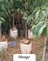 Vídeo: Pêssego no viveiro do Horto Moura Brasil (etiqueta: “Pêssego Semi Adulto”).