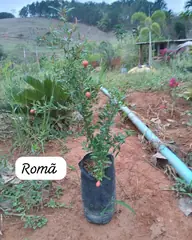 Foto: Romã no viveiro do Horto Moura Brasil (etiqueta: “Romã”).