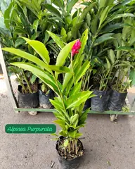 Foto: Alpínia purpurata no viveiro do Horto Moura Brasil (etiqueta: “Alpinea Purpurata”).