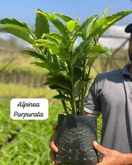 Foto: Alpínia purpurata no viveiro do Horto Moura Brasil (etiqueta: “Alpinea Purpurata”).