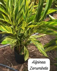 Foto: Alpínia zerumbet no viveiro do Horto Moura Brasil (etiqueta: “Alpinea Zerumbete”).