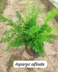 Foto: Aspargo alfinete no viveiro do Horto Moura Brasil (etiqueta: “Aspargo alfinete”).