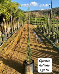 Foto: Cipreste-italiano no viveiro do Horto Moura Brasil (etiqueta: “Cipreste Italiano 1,50 M”).