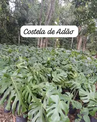 Foto: Costela-de-adão no viveiro do Horto Moura Brasil (etiqueta: “Costela de Adão”).
