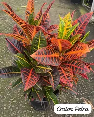 Foto: Croton Petra no viveiro do Horto Moura Brasil (etiqueta: “Croton Petra”).