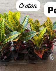 Foto: Croton Petra no viveiro do Horto Moura Brasil (etiqueta: “Croton · Petra”).