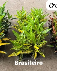 Foto: Crotons variados no viveiro do Horto Moura Brasil (etiqueta: “Croton · Gold · Brasileiro · Bell”).