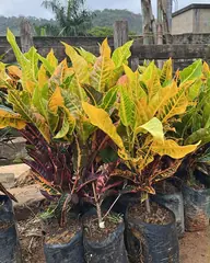 Foto: Crotons variados no viveiro do Horto Moura Brasil (etiqueta: “Crotons”).