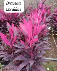Foto: Dracena cordiline no viveiro do Horto Moura Brasil (etiqueta: “Dracena Cordiline”).