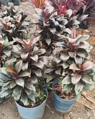 Foto: Dracena cordiline no viveiro do Horto Moura Brasil (etiqueta: “Dracena Cordiline Baby”).