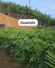 Foto: Guaimbê no viveiro do Horto Moura Brasil (etiqueta: “Guaimbé”).
