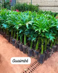 Foto: Guaimbê no viveiro do Horto Moura Brasil (etiqueta: “Guaimbé”).