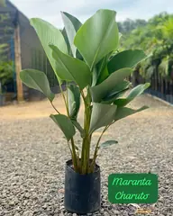 Foto: Maranta-charuto no viveiro do Horto Moura Brasil (etiqueta: “Maranta Charuto”).