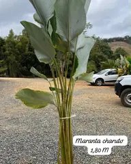 Foto: Maranta-charuto no viveiro do Horto Moura Brasil (etiqueta: “Maranta charuto 1,80 M”).