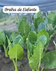 Foto: Orelha-de-elefante no viveiro do Horto Moura Brasil (etiqueta: “Orelha de Elefante”).
