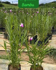 Foto: Orquídea-bambu no viveiro do Horto Moura Brasil (etiqueta: “Orquídea Bambu”).
