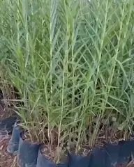 Vídeo: Orquídea-bambu no viveiro do Horto Moura Brasil (etiqueta: “Orquídea Bambu”).