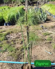 Foto: Papiro no viveiro do Horto Moura Brasil (etiqueta: “Papiros”).
