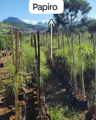 Foto: Papiro no viveiro do Horto Moura Brasil (etiqueta: “Papiro”).