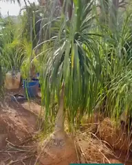Vídeo: Pata-de-elefante no viveiro do Horto Moura Brasil (etiqueta: “Pata de elefante 2 metros”).