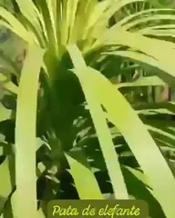 Vídeo: Pata-de-elefante no viveiro do Horto Moura Brasil (etiqueta: “Pata de elefante”).