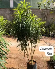 Foto: Pleomele fita no viveiro do Horto Moura Brasil (etiqueta: “Pleomele Fita”).