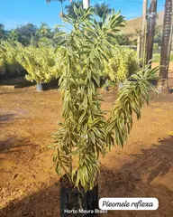 Foto: Pleomele reflexa no viveiro do Horto Moura Brasil (etiqueta: “Pleomele reflexa”).