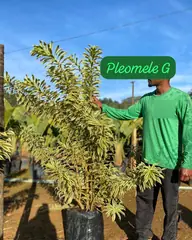Foto: Pleomele reflexa no viveiro do Horto Moura Brasil (etiqueta: “Pleomele G”).
