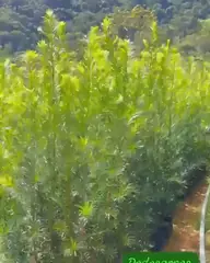 Vídeo: Podocarpo no viveiro do Horto Moura Brasil (etiqueta: “Podocarpos 2 metros”).