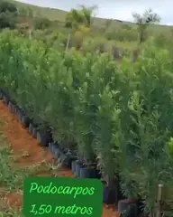 Vídeo: Podocarpo no viveiro do Horto Moura Brasil (etiqueta: “Podocarpos 1,50 metros”).
