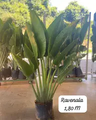 Foto: Ravenala no viveiro do Horto Moura Brasil (etiqueta: “Ravenala 1,80 M”).