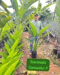 Foto: Ravenala no viveiro do Horto Moura Brasil (etiqueta: “Ravenala Tamanho P”).