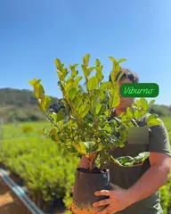Foto: Viburno no viveiro do Horto Moura Brasil (etiqueta: “Viburno”).