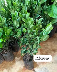 Foto: Viburno no viveiro do Horto Moura Brasil (etiqueta: “Viburno”).