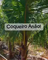 Vídeo: Coqueiro-anão no viveiro do Horto Moura Brasil (etiqueta: “Coqueiro Anão”).