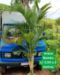 Foto: Palmeira-areca-bambu no viveiro do Horto Moura Brasil.