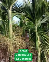 Foto: Palmeira-areca-catechu no viveiro do Horto Moura Brasil (etiqueta: “Areca Catechu 3 a 3,50 metros”).